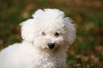 Bichon Frise Puppy