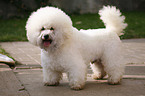 Bichon Frise