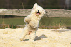 jumping Bichon Frise