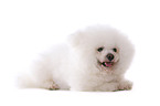 lying Bichon Frise