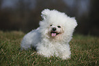 lying Bichon Frise