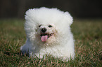 lying Bichon Frise