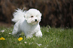 young Bichon Frise