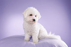 young Bichon Frise