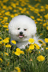 sitting Bichon Frise