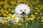 sitting Bichon Frise