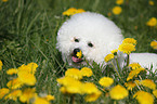 Bichon Frise Portrait