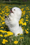 Bichon Frise