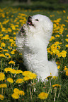 Bichon Frise