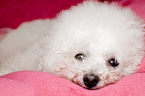 Bichon Frise