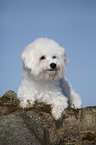 lying Bichon Frise