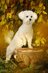 standing Bichon Frise