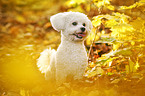 sitting Bichon Frise