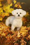 standing Bichon Frise