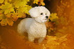 standing Bichon Frise