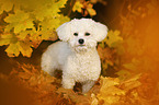 standing Bichon Frise