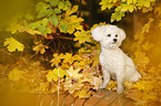 sitting Bichon Frise