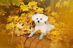 lying Bichon Frise