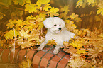 lying Bichon Frise