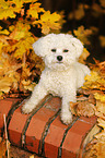 lying Bichon Frise