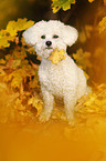 sitting Bichon Frise