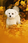 standing Bichon Frise