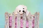 Bichon Frise Puppy