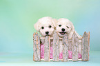 Bichon Frise Puppies