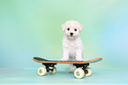 Bichon Frise Puppy