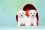 Bichon Frise Puppies