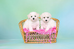 Bichon Frise Puppies