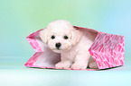 Bichon Frise Puppy