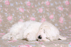 Bichon Frise Puppy