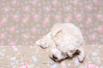 Bichon Frise Puppy