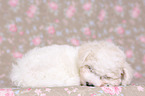 Bichon Frise Puppy