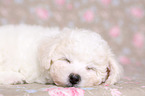 Bichon Frise Puppy