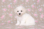 Bichon Frise Puppy