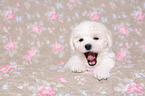 Bichon Frise Puppy