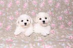 Bichon Frise Puppies