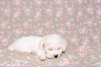 Bichon Frise Puppy