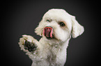 Bichon Frise gives paw