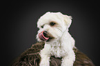 lying Bichon Frise
