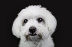 Bichon Frise Portrait