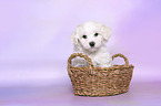 Bichon Frise Puppy in a basket