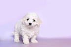 standing Bichon Frise Puppy