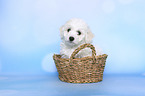Bichon Frise Puppy in a basket