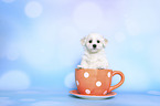 Bichon Frise Puppy in a cup