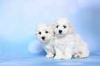 sitting Bichon Frise Puppies