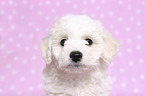 Bichon Frise Puppy portrait