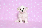 sitting Bichon Frise Puppy